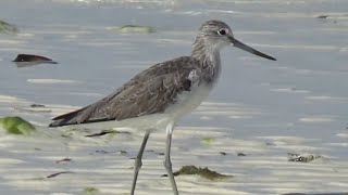 Common Greenshank Birds of Zanzibar [upl. by Talich]