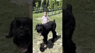 Giant Schnauzer protects his baby cousin watchfull dog  dog protection [upl. by Adikram]