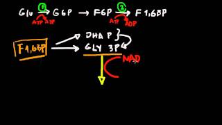 Glicolisis  desde F 16 BiFosfato a Piruvato parte 2 [upl. by Ahsietal]