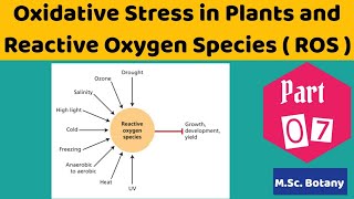 Oxidative Stress in plants  Reactive Oxygen Species  ROS   Stress Physiology in plants [upl. by Ymerej]