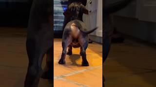 Mini Dachshund in the move APT shorts dog dachshund apt [upl. by Sankey]