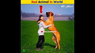 Bad Animal in World  Arslan Speaks facts shortsfeed arslanspeaks amazingfacts [upl. by Ferdinand]