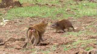 Monkeys tormenting a hyrax [upl. by Bate]