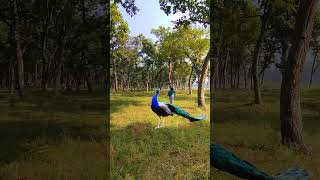 Vairal peacock cute birds  abd forest 🌲 me mila  thank you🌹🙏 [upl. by Merralee]