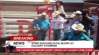 Fatal injury at Calgary Stampede steer wrestling July 8 2024 [upl. by Murrell]