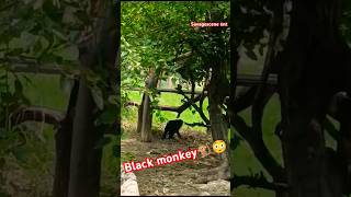 Black monkey 🐒😳viralvideo youtubeshorts trending shorts [upl. by Taam]