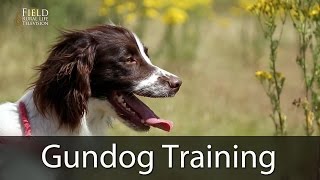 Gundog Training With Andy Cullen [upl. by Edmead]