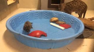 ZooEnrichment Fishing Cat Kitten Learns to Fish [upl. by Melodie]