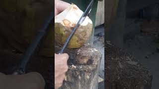 Cutting skills coconut satisfying shortsviral coconut asmr satisfying viral fypシ゚viral [upl. by Llireva699]