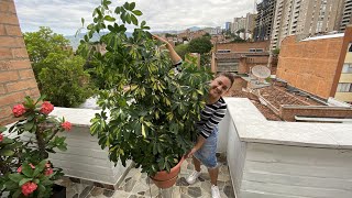 Schefflera 🍀 MI SECRETO para REPRODUCIR muchos ESQUEJES  Mis Plantas [upl. by Llehsyt62]