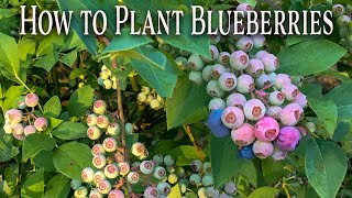 How to Plant Blueberries [upl. by Lebasile]