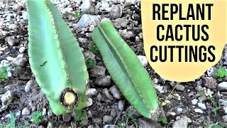 How To Plant Cereus Peruvianus Cactus Cuttings Florida [upl. by Alorac]