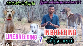 mandai dog  line breeding and in breeding difference மண்டை நாய் ப்ரீடிங் முறை 😱 [upl. by Notyad]