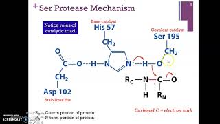 chymotrypsin mechanism [upl. by Yarod]