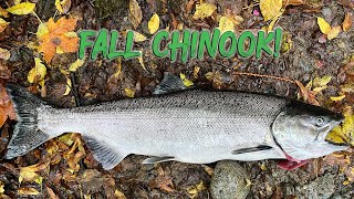 Float Fishing Chinook Salmon with Beads amp Roe salmonfishing [upl. by Annaierb]