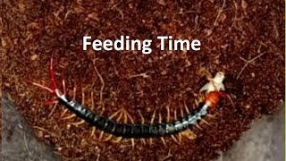 Vietnamese Centipede Pedelings  Feeding Time [upl. by Nyltac]