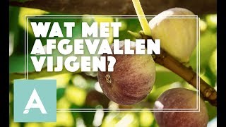 Wat met afgevallen vijgen  Grow Cook Eat 54 [upl. by Sanders346]