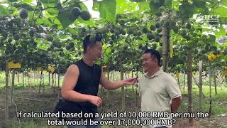 Interview monk fruit grower Monk Fruit The Fruit of Wealth [upl. by Llenahs]