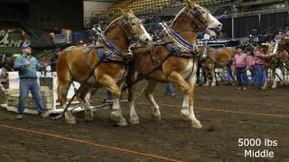 2016 Farm Fair International Horse Pulls [upl. by Izogn]