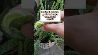 gel lidah buaya tidak cocok untuk kulit sensitif shortvideo tutorial herbal tipsandtrick ideas [upl. by Tonkin]