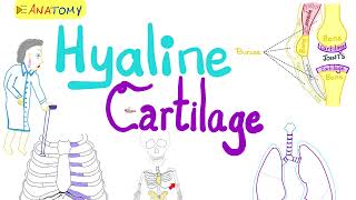 Hyaline Cartilage  Types of Cartilage  Anatomy 💀 amp Histology 🔬 [upl. by Twitt]