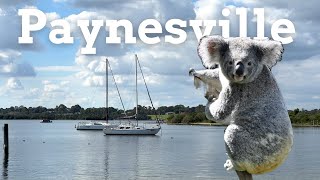 The Koala Capital of the World [upl. by Erual]