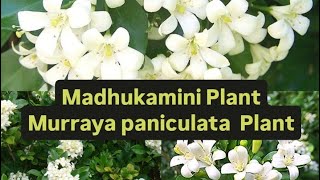 Madhukamini Plant Murraya paniculata Plant my home garden 😊khushi [upl. by Thier826]