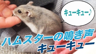 【ハムスターの鳴き声】キューキュー鳴いて甘えるハムスター Hamster [upl. by Eednarb]