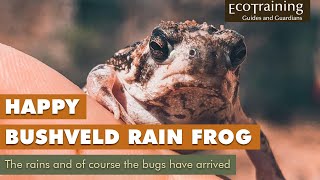 Bushveld Rain Frog  Very happy summer is here [upl. by Shutz885]