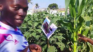 BIRINGANYA Egg Plant GROWING for wealth creation THE JINJA AGRICULTURAL SHOW 2023 [upl. by Ury]