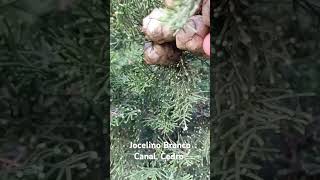 27 de setembro de 2024 Cedro muitas bolas para Sementes ver mais Vídeos de Plantas no Canal [upl. by Ettelimay]