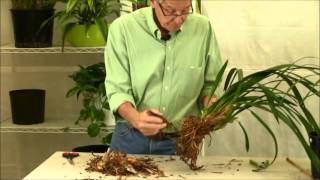 Repotting Cymbidium Orchids [upl. by Notse]