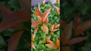 Syzygium plant beautification hedging plants gardening reels ytshorts subscribe viralvideo [upl. by Aubree968]