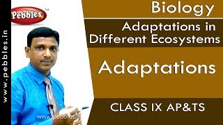 Adaptations  Adaptations in Different Ecosystems  Biology  Class 9  APampTS [upl. by Schild62]