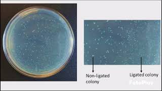 Competent Cells and Transformation Protocol [upl. by Ahsed]