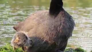 RedKnobbed Coot mom and baby [upl. by Denzil]