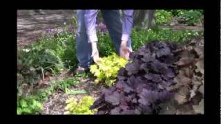 Rethinking the Shade Garden How to grow a colorful shade garden [upl. by Wiener]