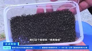 广州每周放飞30多万只绝育雄蚊Guangzhou releases 300000 sterilized male mosquitoes weekly [upl. by Mortensen]