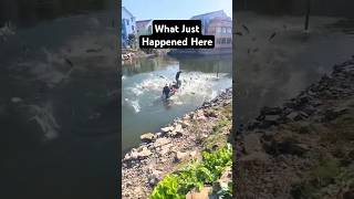 What just happened here fishinglife fishtank fisherman fishvideo river aquarium catfish fish [upl. by Esinev]