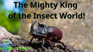 The Mighty King of the Insect World [upl. by Eatnod675]