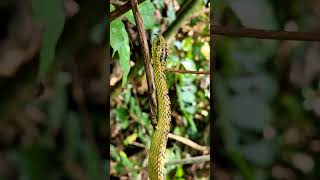 This rough scaled bush viper Atheris hispida is one of the most beautiful snake I have ever seen [upl. by Kruger]