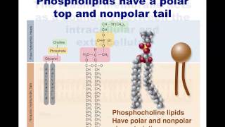 Human Anatomy and Physiology Membranes [upl. by Karil]