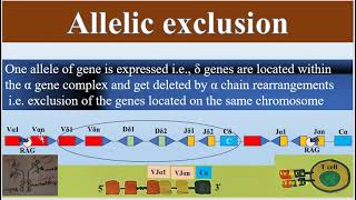 Allelic Exclusion of T Cell Receptor gene segments TCR Diversity [upl. by Kwan]