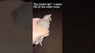 Bird screaming meme [upl. by Nylesaj246]