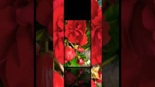 The Beauty of Red Begonias A Flower Lover  short video 🌺🌹🌷2024 [upl. by Yebba490]