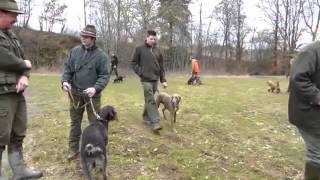 Jagdhundeausbildung 2013 [upl. by Tjon]