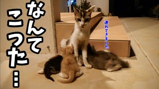 傷だらけでガリガリの猫を助けた1ヶ月後、猫が家族で恩返しに来た [upl. by Ardle807]