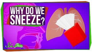 Why Do We Sneeze [upl. by Idurt981]