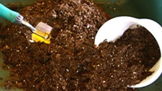 How to revitalize and reuse potting soil [upl. by Emoryt715]