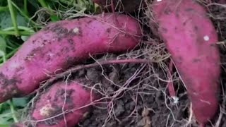 COMO PLANTAR BATATA DOCE NA LATA  INCRÍVEL  Colha 3 quilos de batata doce plantados na lata [upl. by Enitsirhc154]